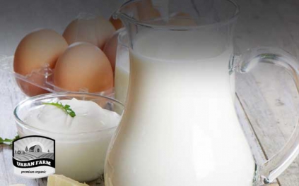 Milk Dairy