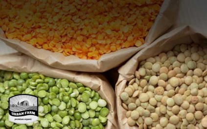 Lentils